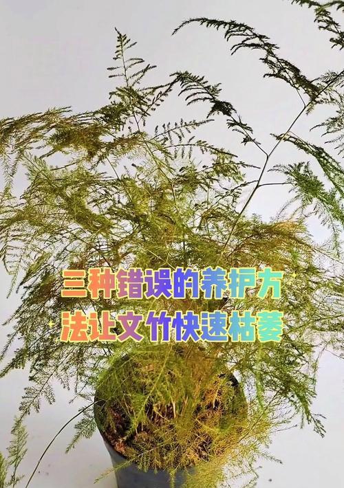 文竹的正确养护方法是什么？