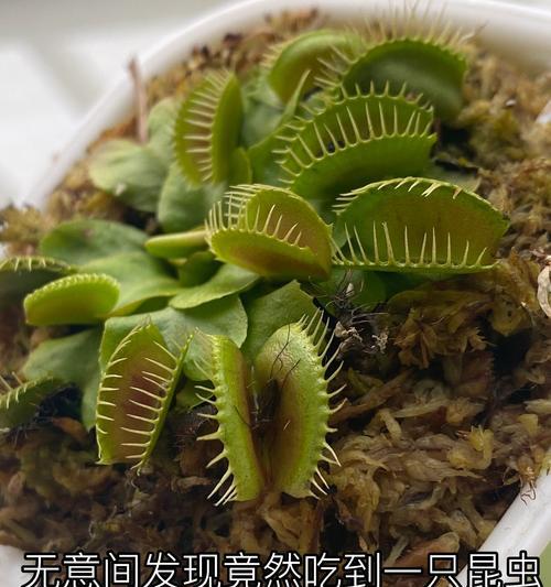 捕蝇草种子的种植方法有哪些？