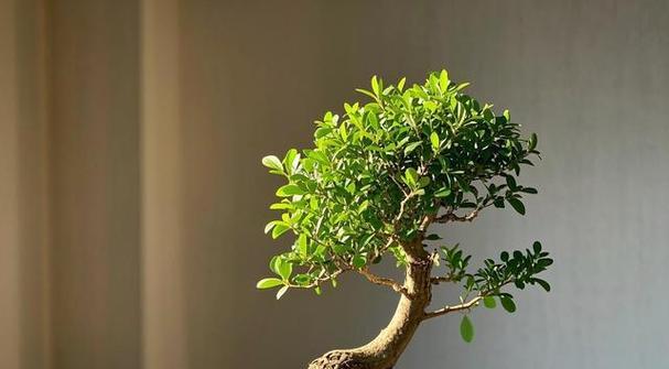 黄杨树的养护方法是什么？如何让黄杨树长得更茂盛？