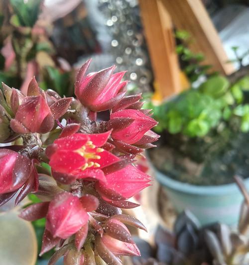 黑王子多肉植物的养护秘诀？