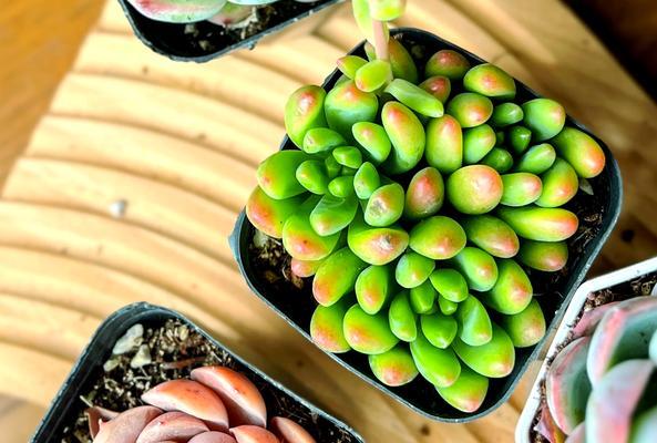 黑王子多肉植物的养护秘诀？