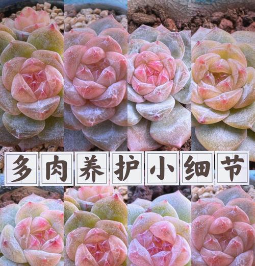 黑王子多肉植物的养护秘诀？