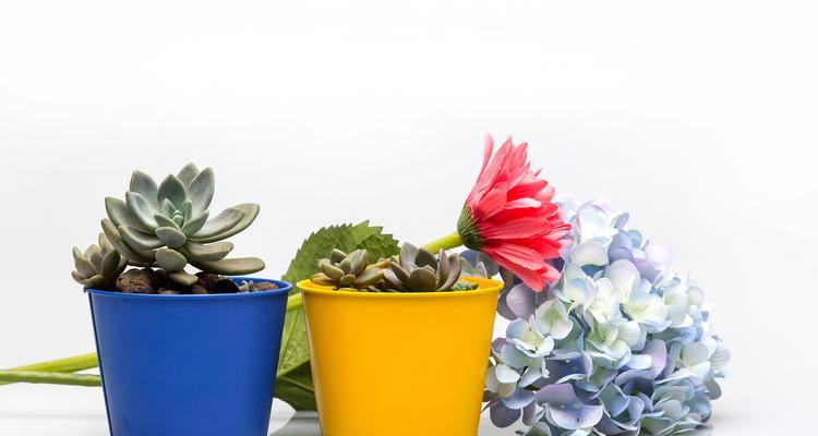 高花盆适合种植哪些花卉？选择指南是什么？