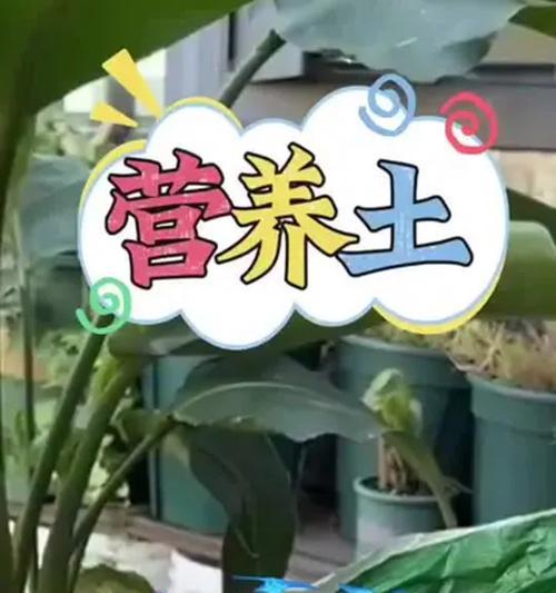 自制种花营养土的方法有哪些？如何制作适合植物生长的营养土？