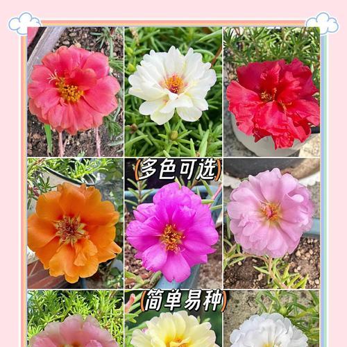 哪些花卉既易繁殖又好养？