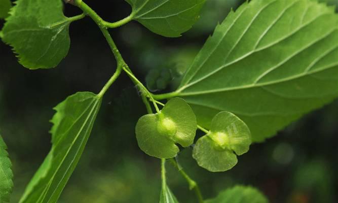 檀科植物有哪些？它们的药用价值是什么？