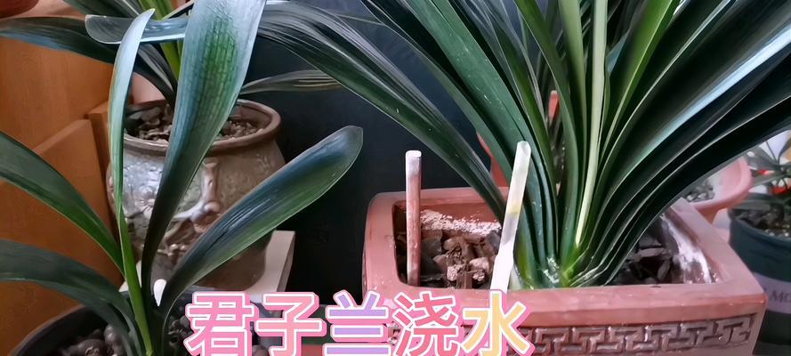 君子兰浇水的正确频率是什么？如何避免积水？