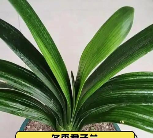 君子兰浇水的正确频率是什么？如何避免积水？