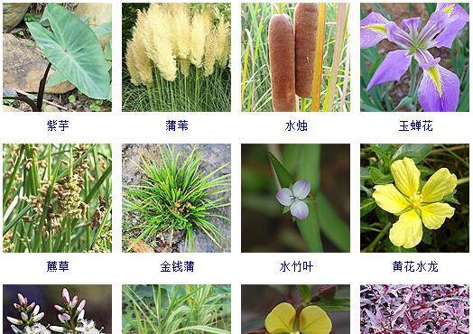 植物有哪些种类？如何分类？