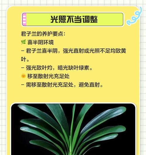 君子兰烂叶子的原因有哪些？怎样有效解决？