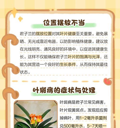 君子兰烂叶子的原因有哪些？怎样有效解决？