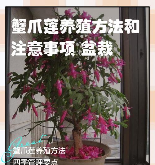 蟹爪兰的养殖技巧是什么？如何让蟹爪兰开得更美？