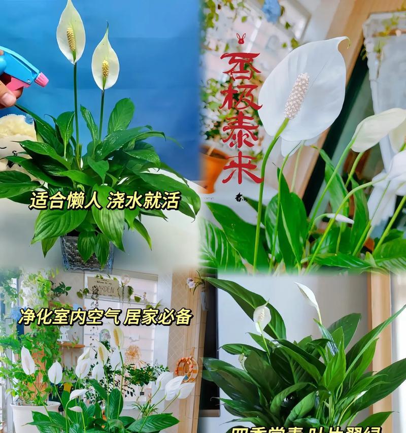 一帆风顺花的养殖方法是什么？