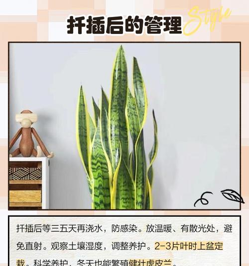 虎皮兰扦插繁殖的方法是什么？如何提高成活率？