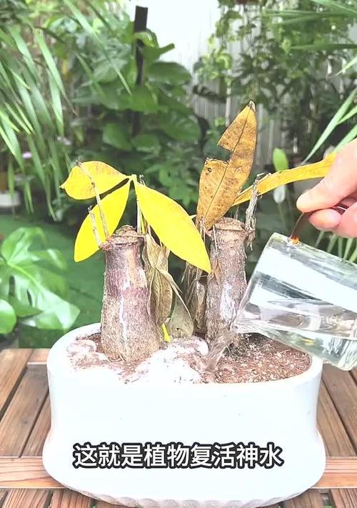 发财树冻害后如何进行抢救？