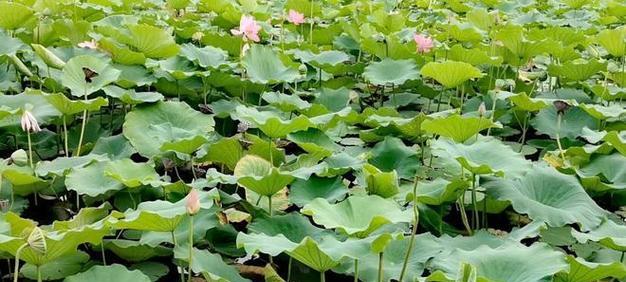 莲花有哪些品种？莲花的形态特征是什么？