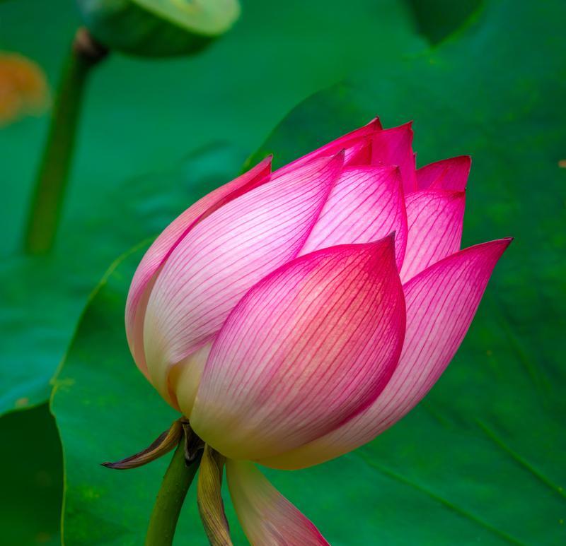 莲花有哪些品种？莲花的形态特征是什么？