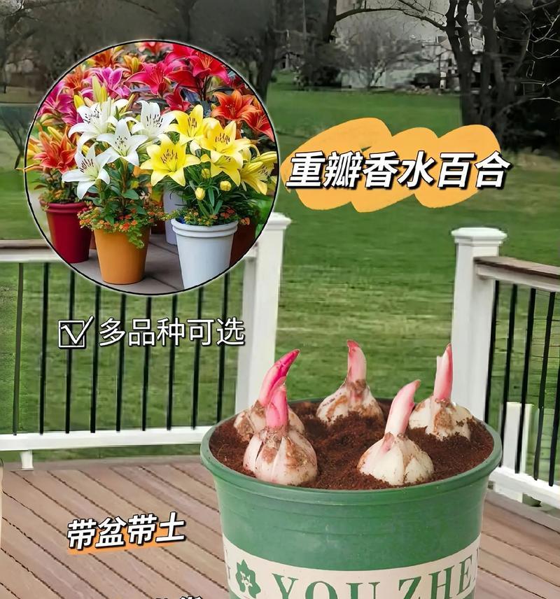 盆栽百合花的养殖方法是什么？需要注意什么？