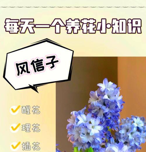 风信子花期后如何进行管理？