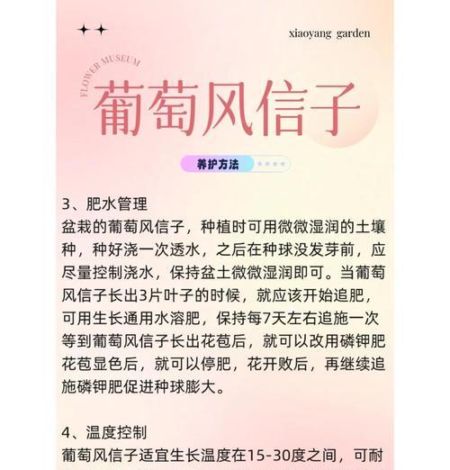 风信子花期后如何进行管理？