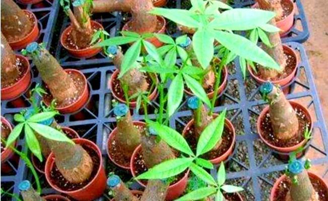发财树根部腐烂怎么办？预防与治疗措施？