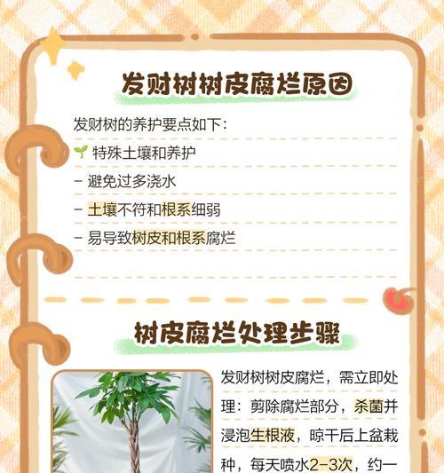 发财树根部腐烂怎么办？预防与治疗措施？