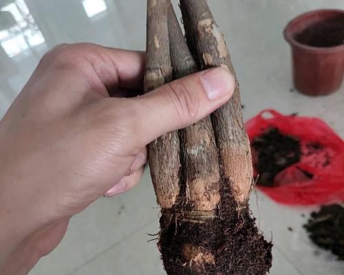 发财树根部腐烂怎么办？预防与治疗措施？