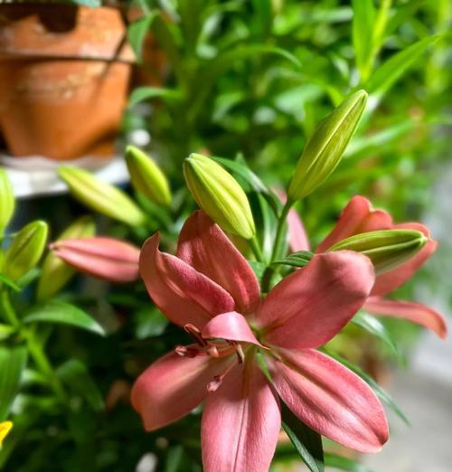 冬季如何正确养护盆栽百合花？