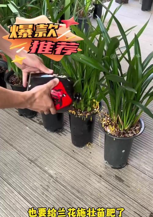 兰花生长需要哪种肥料？