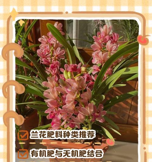 兰花生长需要哪种肥料？