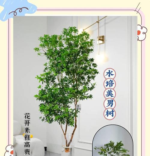 室内树有哪些品种？它们的适应性和养护方法是什么？