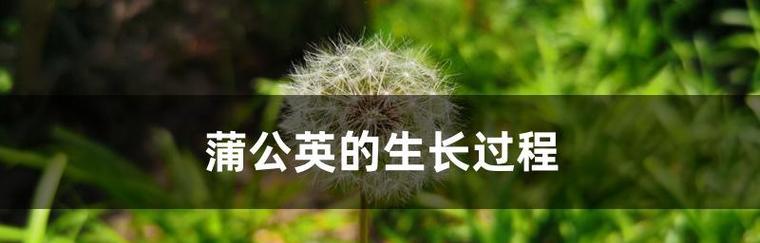 蒲公英的特征是什么？蒲公英的生长环境和繁殖方式如何？
