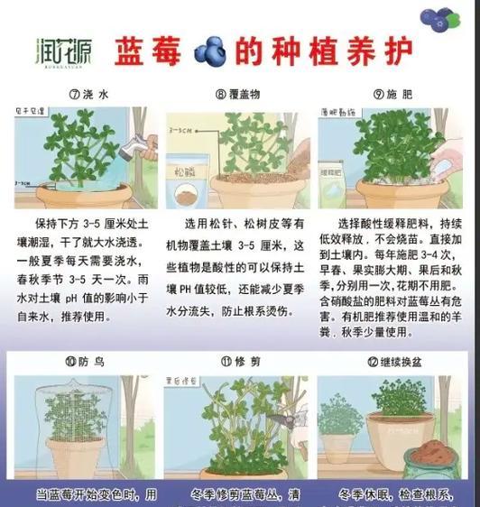 蓝莓冬季养护方法是什么？