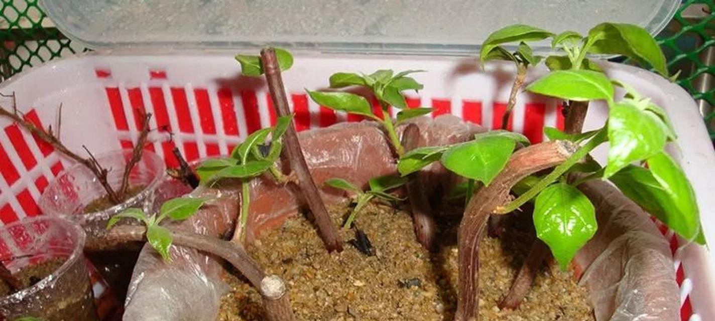 如何种植三角梅？三角梅的种植步骤是什么？