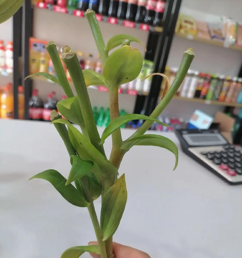 水培百合花的正确方法是什么？如何处理根部问题？