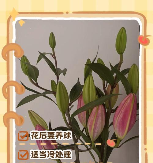 水培百合花的正确方法是什么？如何处理根部问题？