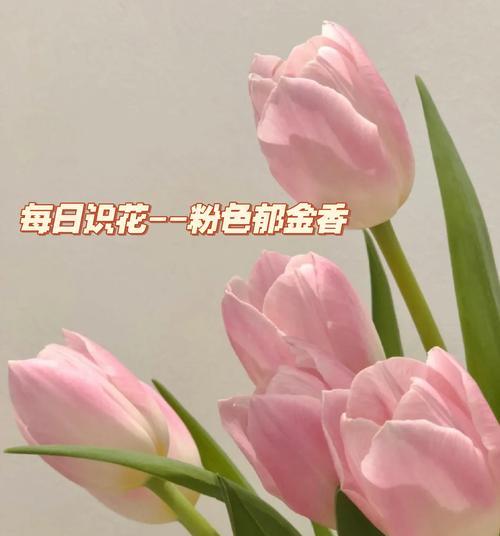 留什么花什么？送花的含义有哪些？