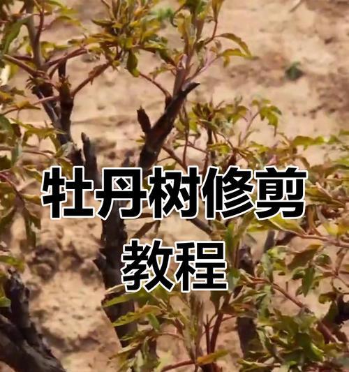 牡丹树的养殖方法和注意事项是什么？