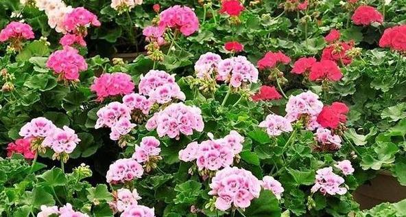 宿根花卉是什么意思？宿根花卉的特点和种植方法是什么？