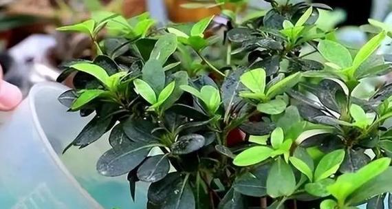 宿根花卉是什么意思？宿根花卉的特点和种植方法是什么？