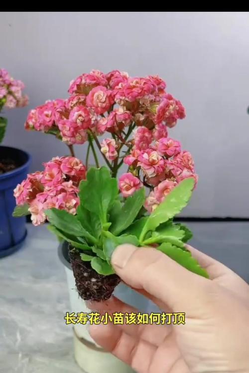 天竺葵的正确养殖方法是什么？