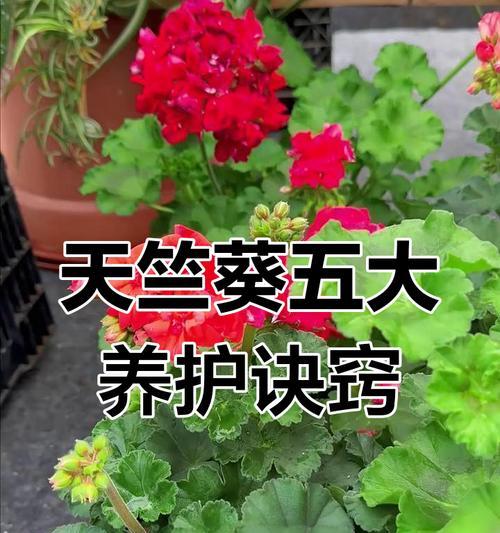 天竺葵的正确养殖方法是什么？