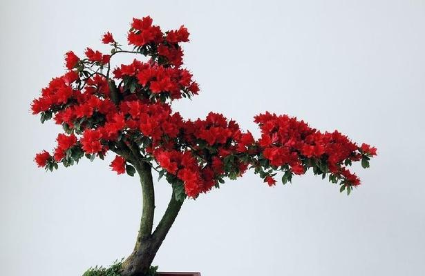 杜鹃盆栽的养护技巧有哪些？
