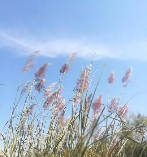 芒花属于哪种植物类别？