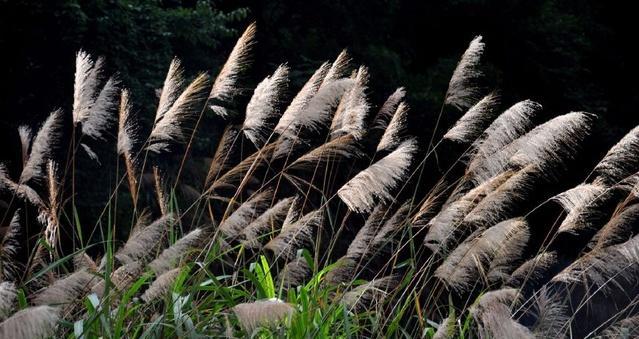 芒花属于哪种植物类别？