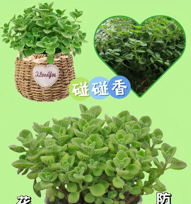 碰碰香散发香味的原因是什么？
