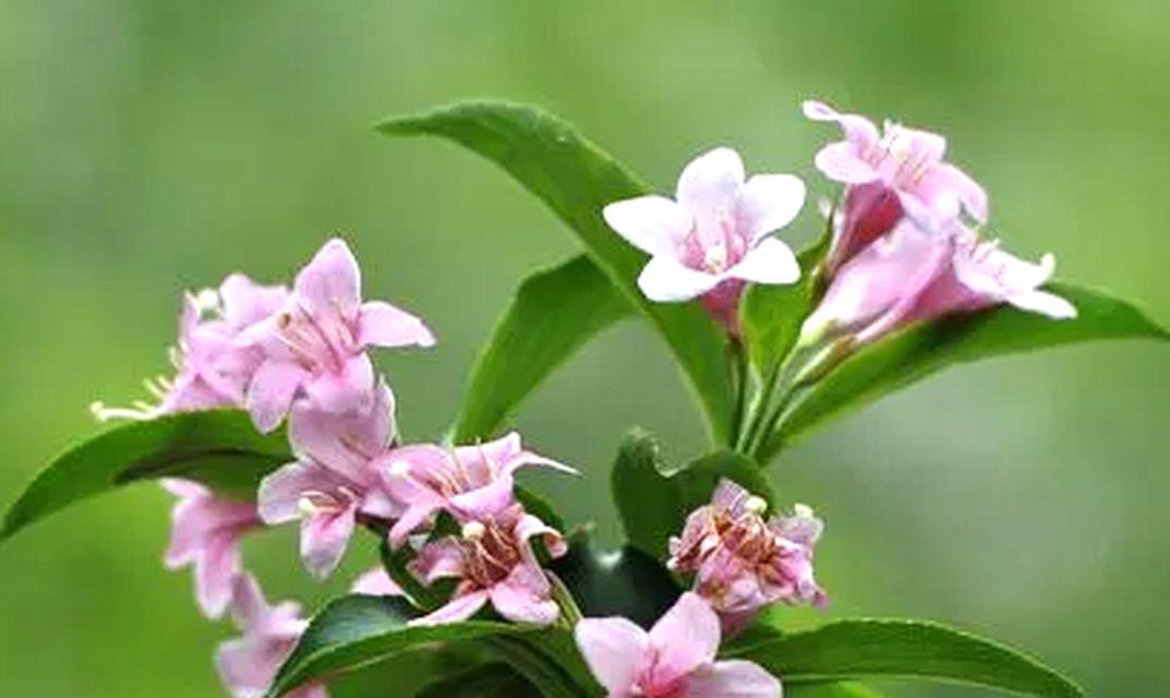 锦带花养殖技巧是什么？锦带花的日常护理怎么做？