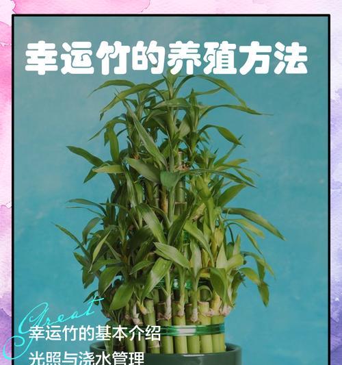 竹子的养护技巧和常见问题解答？
