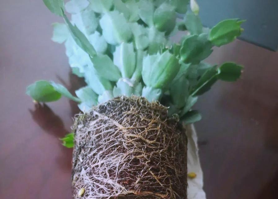 嫁接蟹爪兰养护方法是什么？如何照顾嫁接蟹爪兰？