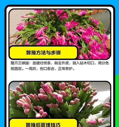 嫁接蟹爪兰养护方法是什么？如何照顾嫁接蟹爪兰？
